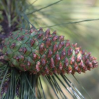 Pinus caribaea Morelet